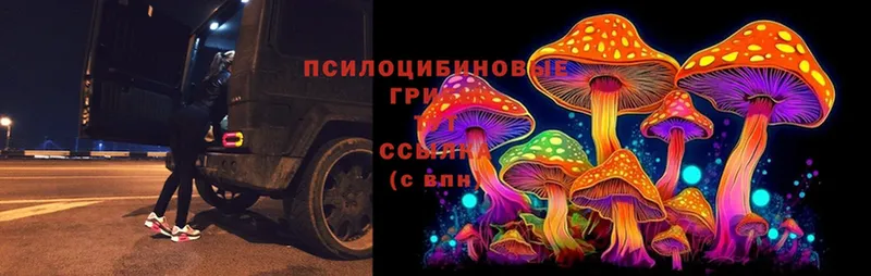 Псилоцибиновые грибы Psilocybine cubensis  где найти   Краснознаменск 